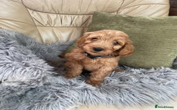 Cavapoo dogs for sale: Stunning boys and girls.  - Image 3