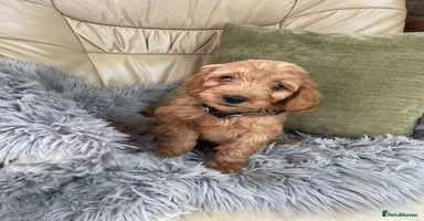 Cavapoo dogs - Advert 5