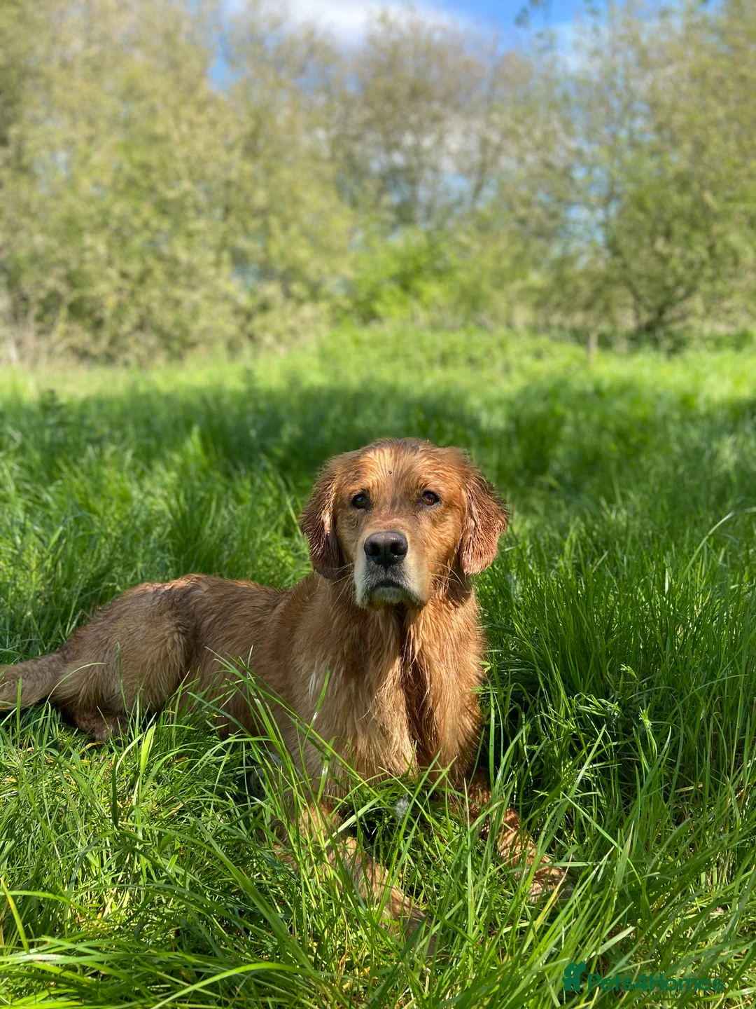 Golden Retriever dogs for stud: Health Tested Proven Golden Retriever Stud in Reading - Advert 5