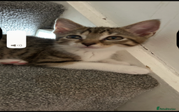 Mixed Breed cats for sale: REDUCED & READY NOW BSH x Tabby kittens  - Image 34