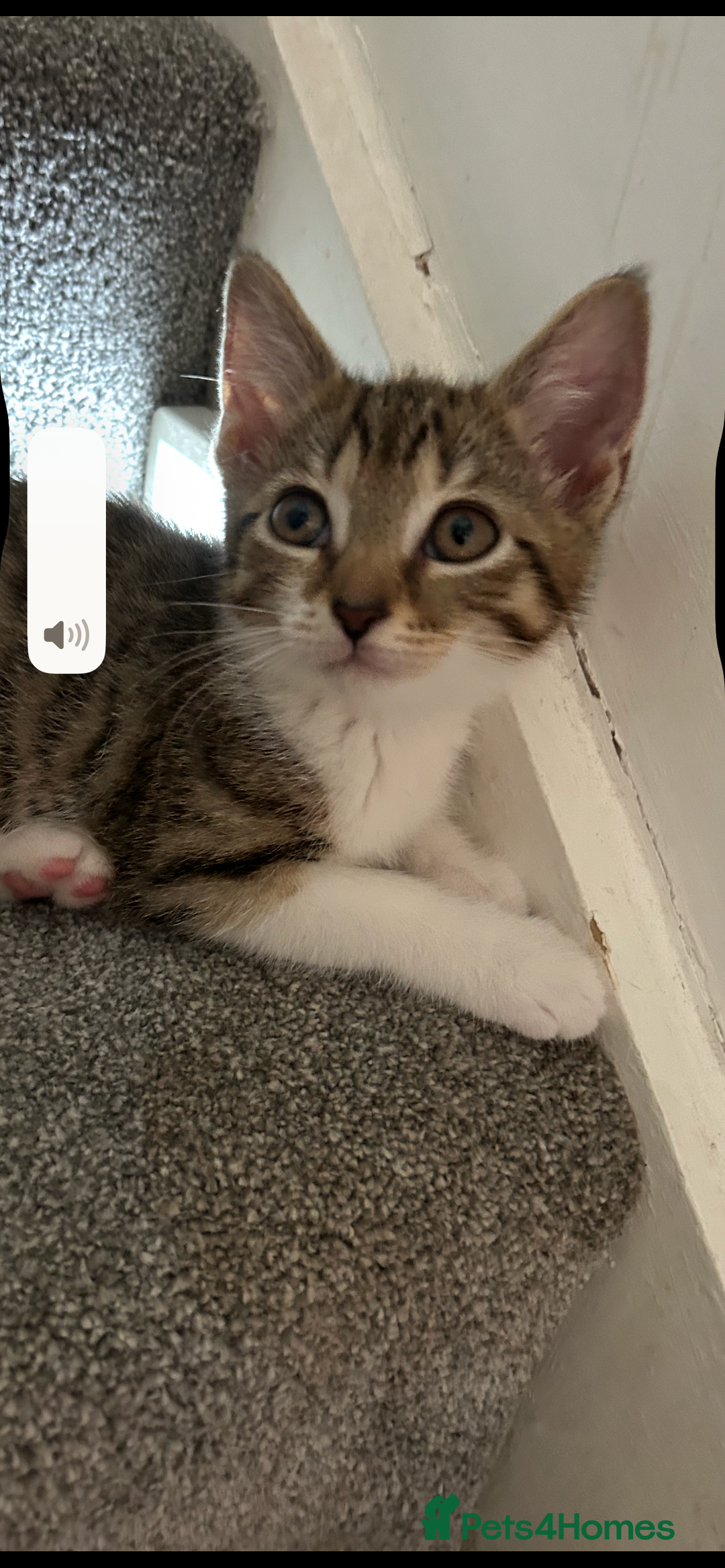 Mixed Breed cats for sale: REDUCED & READY NOW BSH x Tabby kittens  - Image 34