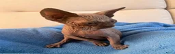 Sphynx cats for sale: 6 tica registered Sphynx Kittens in London - Advert 8
