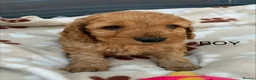 Cockapoo dogs for sale: F1 Cockapoo Puppies Available! - Advert 28