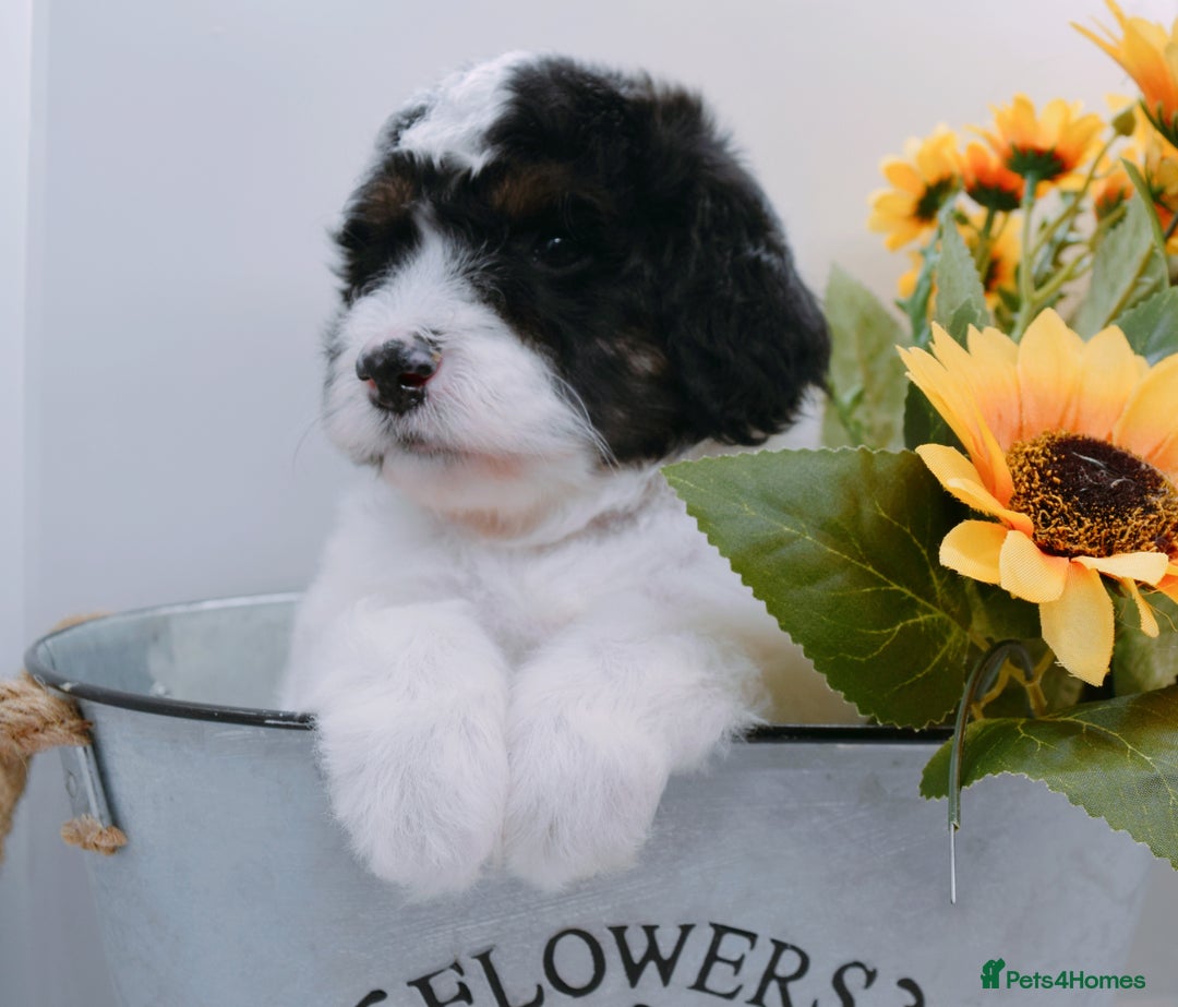 Bernedoodle dogs for stud: Miniature bernedoodle at stud  in Manchester - Image 11