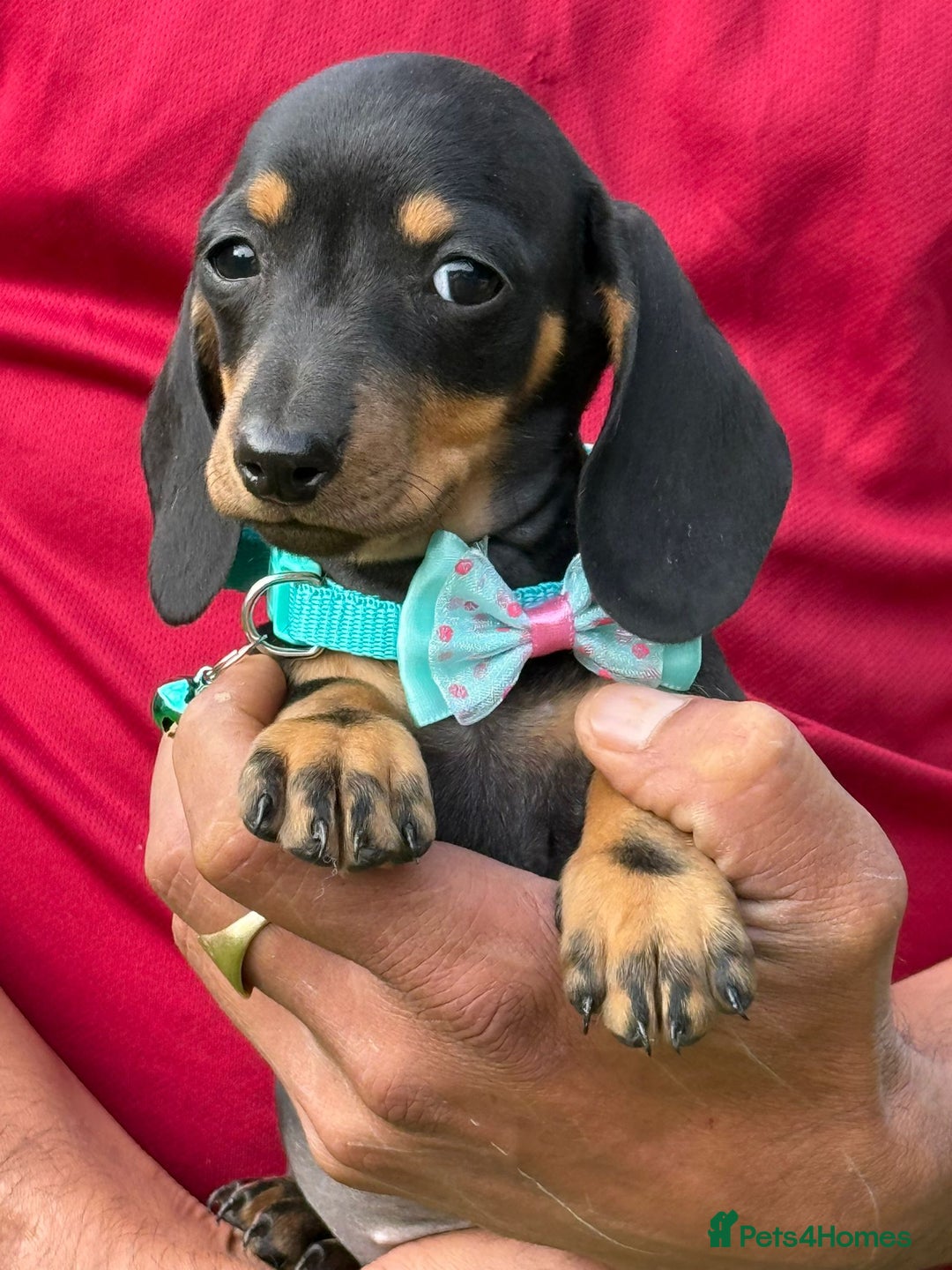 Miniature Dachshund dogs for sale: Lovingly Raised, Uniquely Special Pups - Image 4