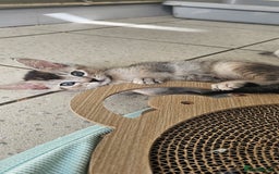 Abyssinian cats for sale: Abyssinian and Bengal x kittens 😻 - Image 7