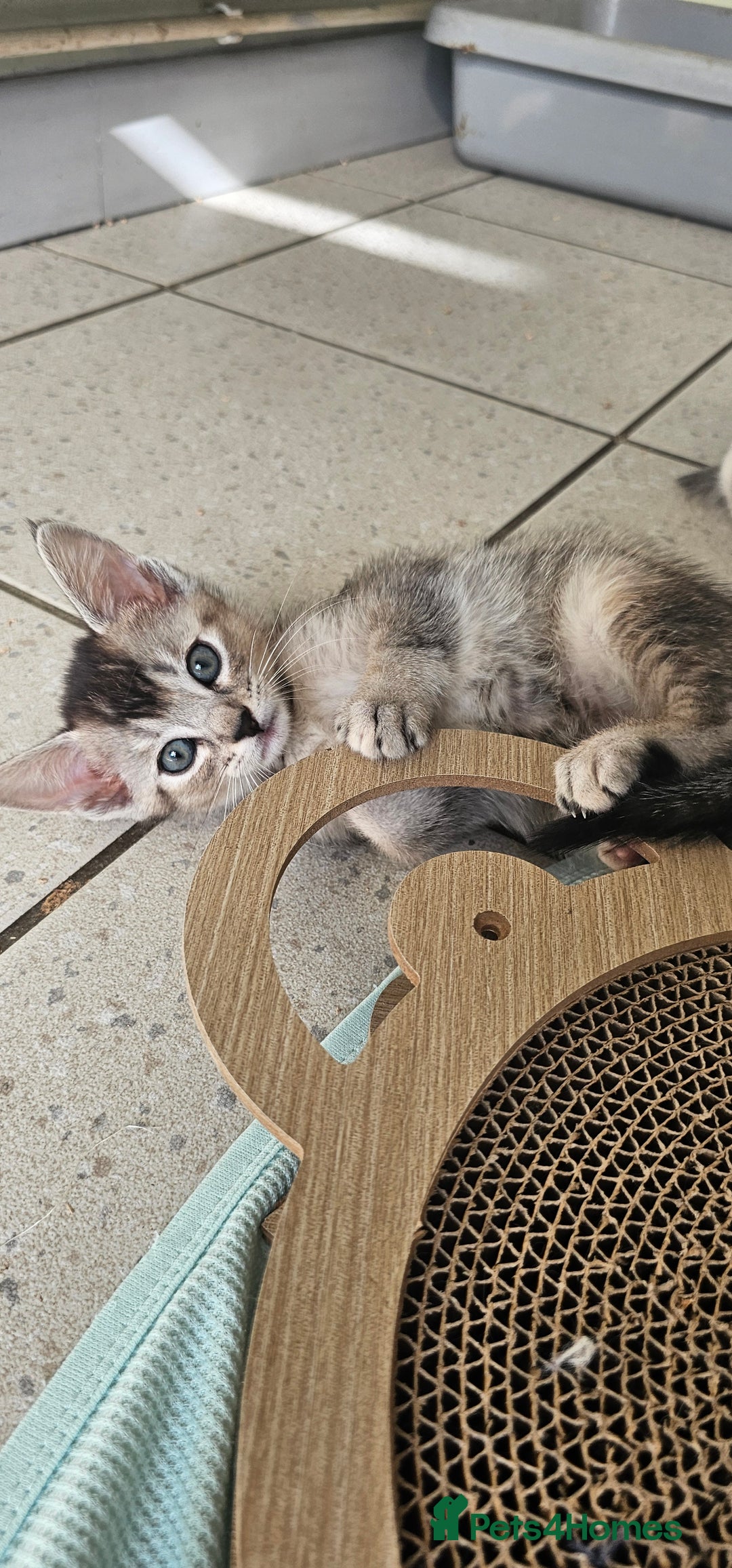 Abyssinian cats for sale: Abyssinian and Bengal x kittens 😻 - Image 7