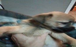 Border Terrier dogs for sale: Border terriers  - Advert 1