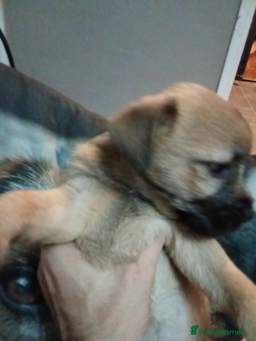 Border Terrier dogs for sale: Border terriers  - Advert 1