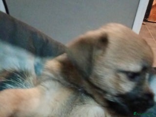 Border Terrier dogs Border terriers - Advert 1