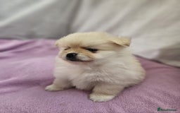 Pomapoo dogs for sale: Fluffy 4 Pomapoo Puppies Ready for Their Homes - Advert 16