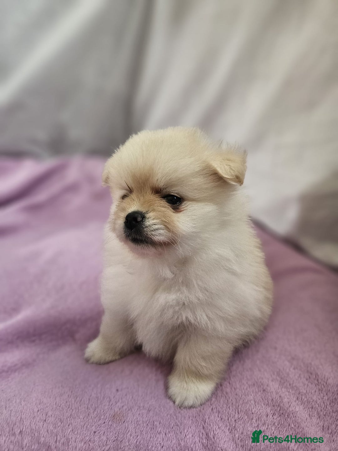 Pomapoo dogs for sale: Fluffy 4 Pomapoo Puppies Ready for Their Homes - Advert 16