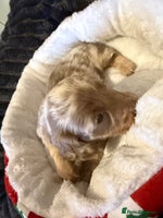 Miniature Dachshund dogs - Advert 3