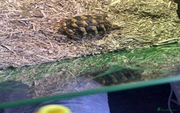 Hermann Tortoise reptiles for sale: Price reduced. Tortoise with/without set up  - Image 6
