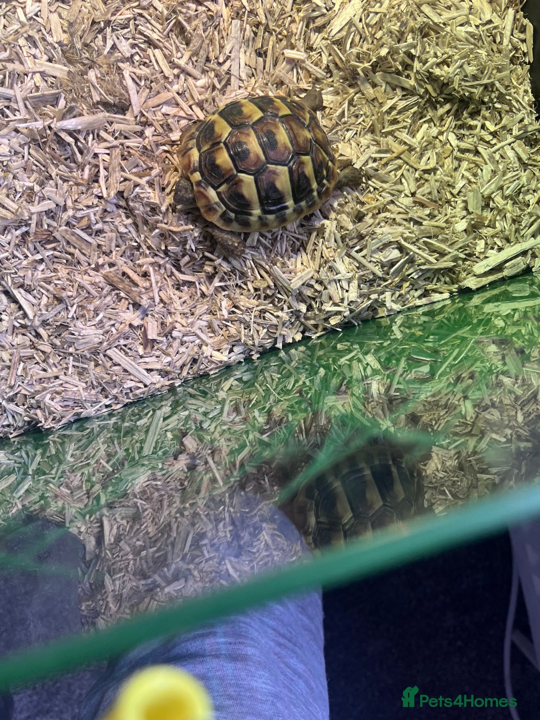 Hermann Tortoise reptiles for sale: Price reduced. Tortoise with/without set up  - Image 6
