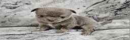 Chihuahua dogs for sale: Tiny KC Reg Lilac DNA Clear Chihuahua puppies  - Advert 7