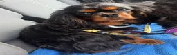 Cavalier King Charles Spaniel dogs for sale: KC registered CKCS Heart/Eye/Health tested - Advert 3