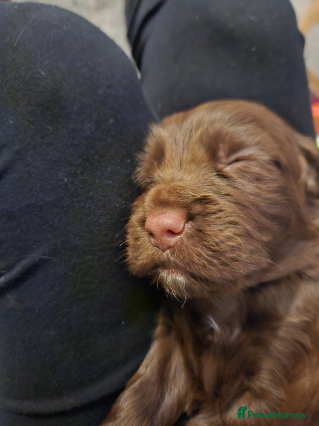 Sprocker dogs for sale: 3 chocolate sprocker males available  - Advert 5