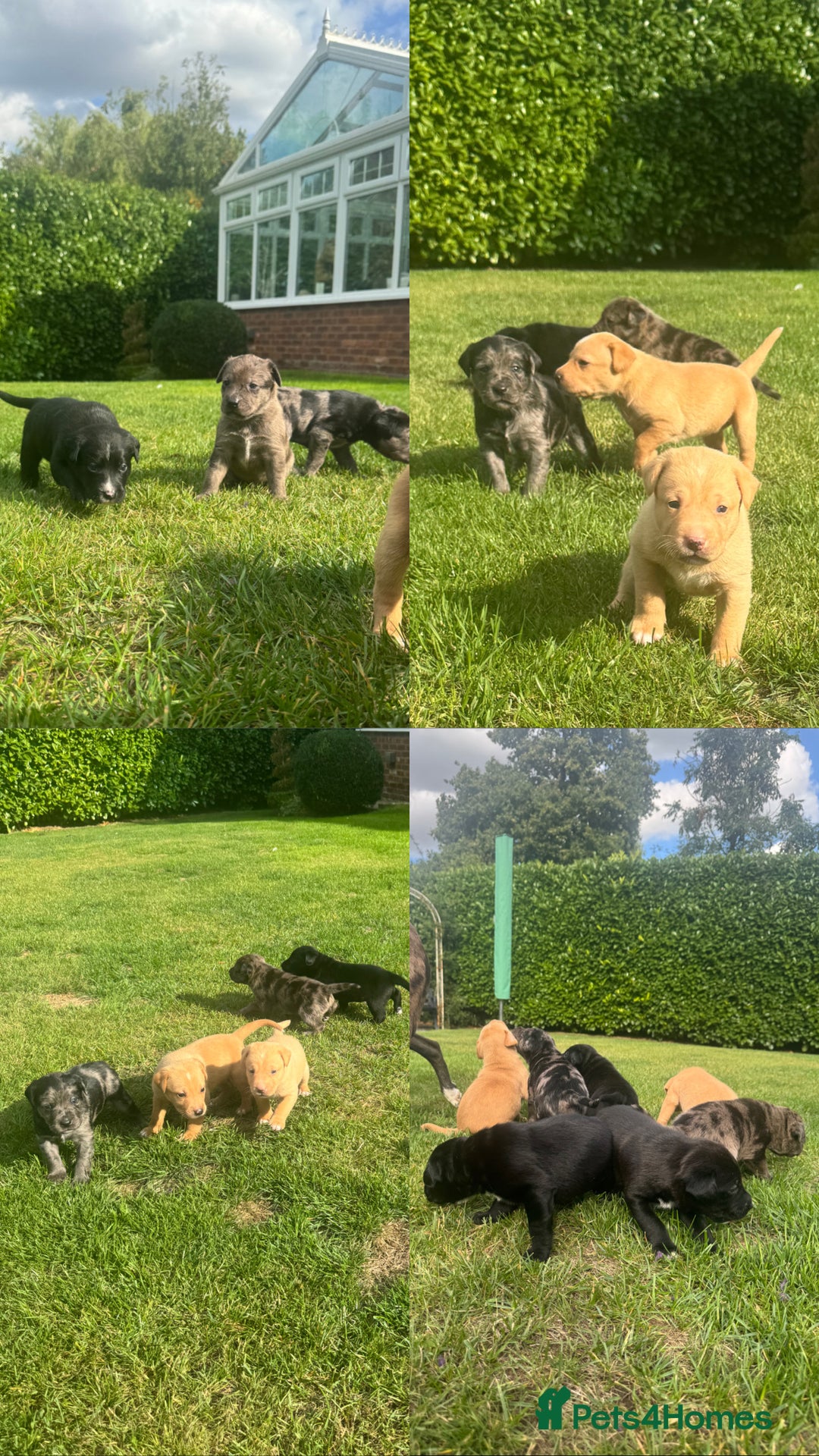 Mixed Breed dogs for sale: Puppies  - Image 1