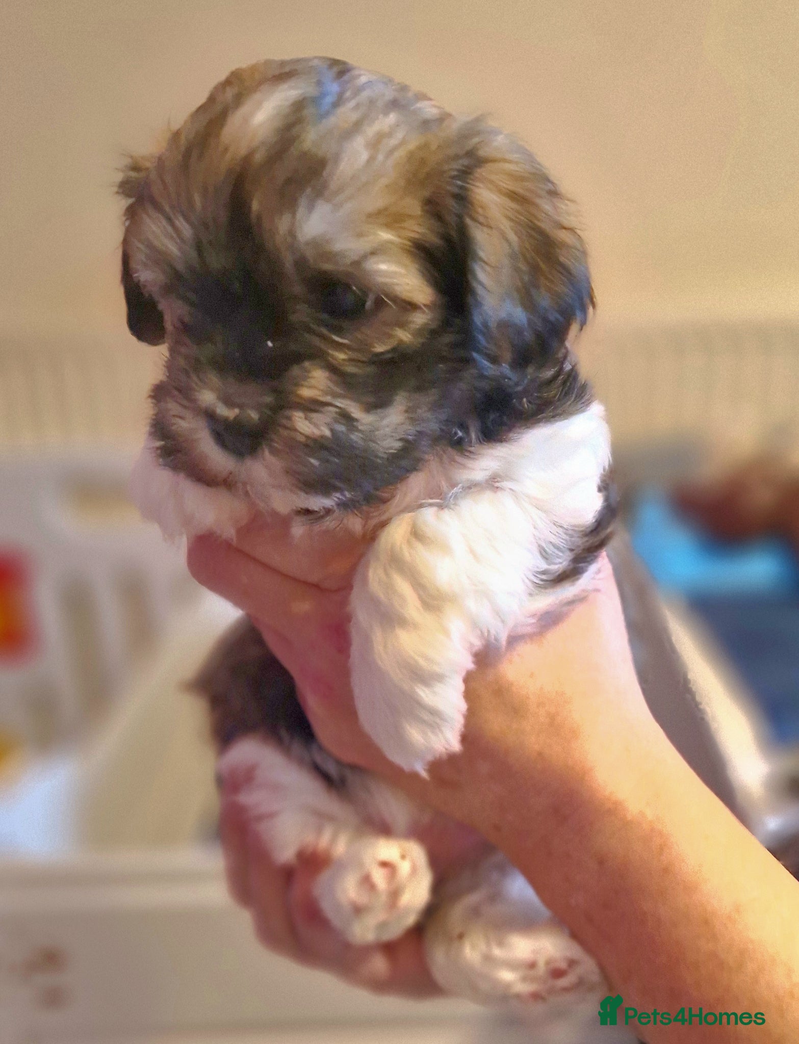 Havanese dogs Stunning KC Registered Havenese Puppies available  - Advert 2