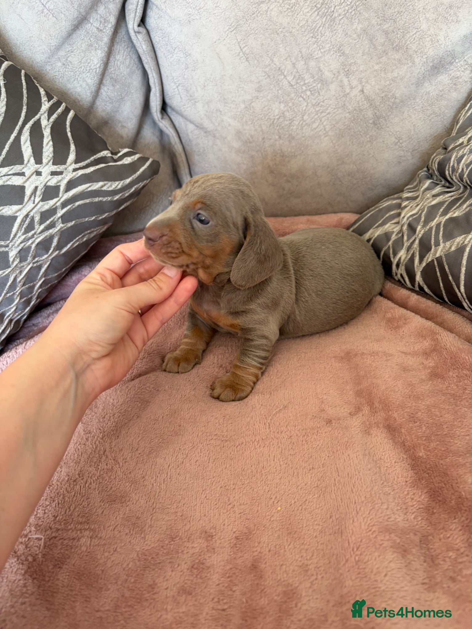 Miniature Dachshund dogs Kc reg True to type minture dachshunds  - Advert 12