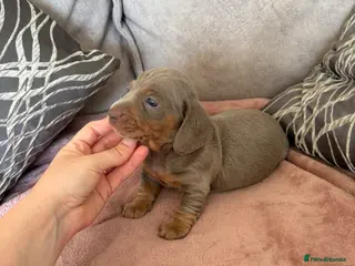 Miniature Dachshund dogs Kc reg True to type minture dachshunds - Advert 12