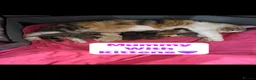 Mixed Breed cats for sale: 🩵🩷…7 stunning kittens…🩷🩵 - Advert 30