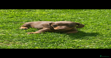 Miniature Dachshund dogs - Advert 2