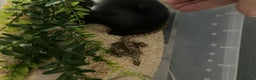 Snake reptiles for sale: Hognose snake conda female  - Advert 4