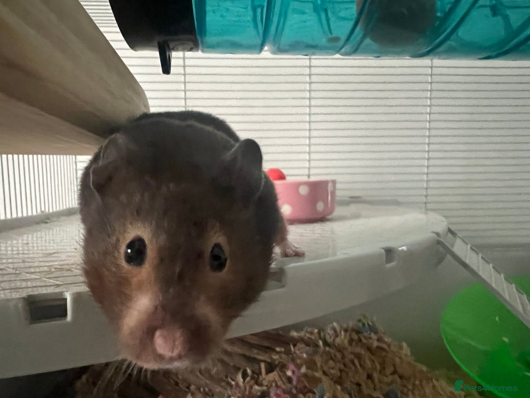 Hamster rodents for sale: Hamster and setup rehome - Image 2