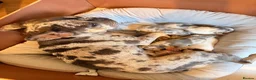 French Bulldog dogs for sale: 🌟Exceptional KC Reg French Bulldog Puppies🌟 - Advert 3
