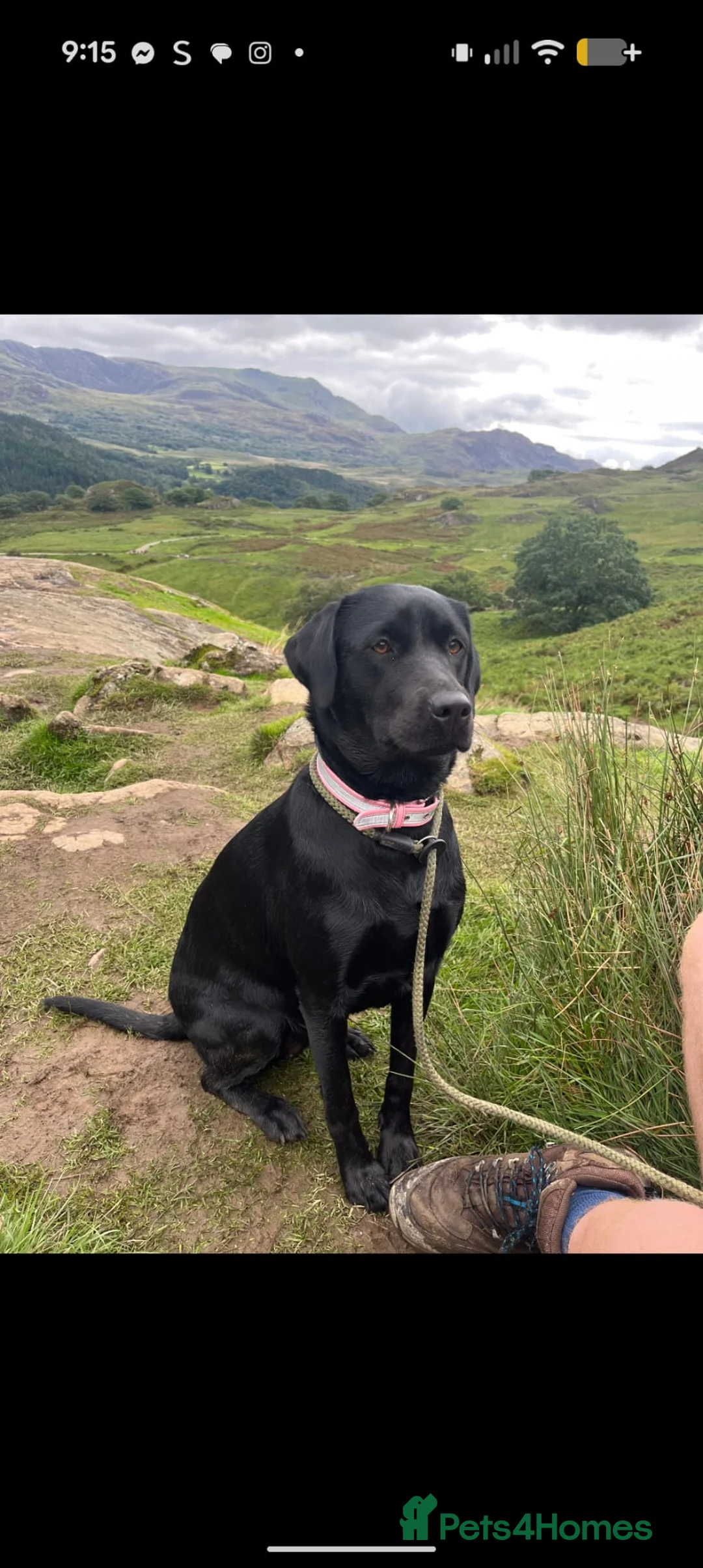 Labrador Retriever dogs for sale: Beautiful Labrador Puppies  - Advert 1