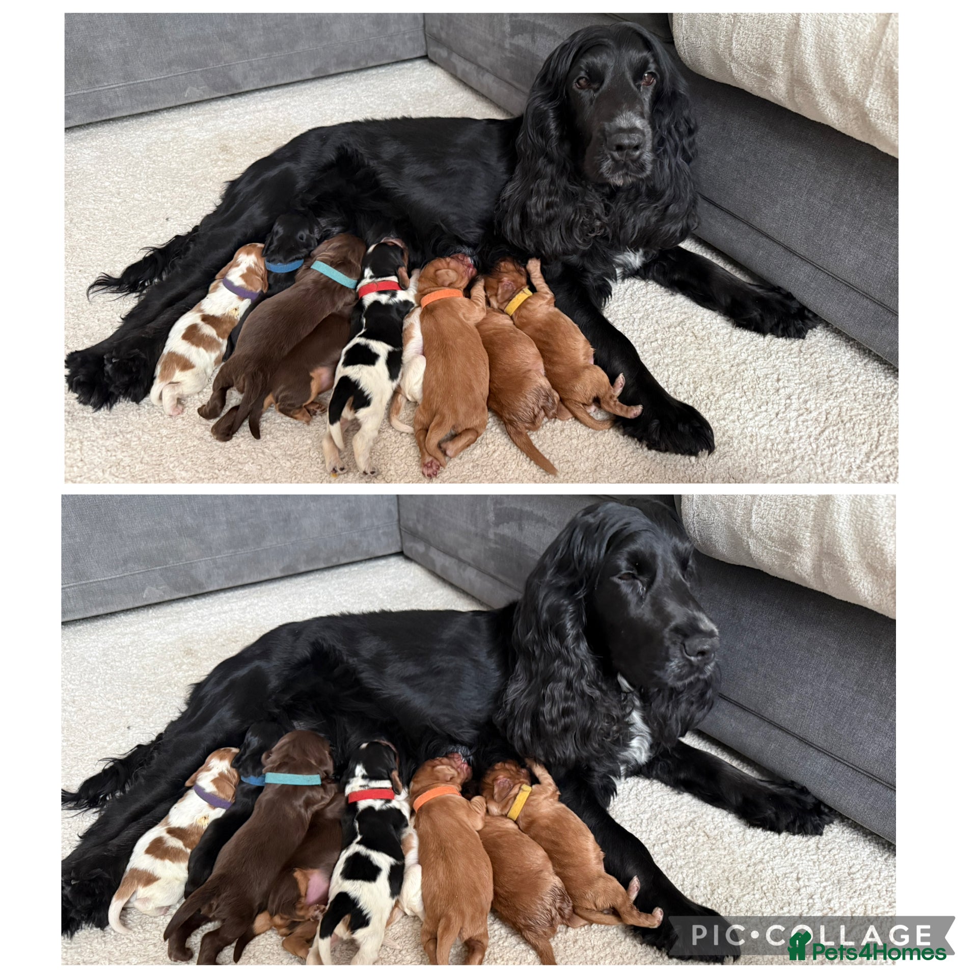 Cocker Spaniel dogs Stunning Show-Type Cocker Spaniel Puppies - Advert 8