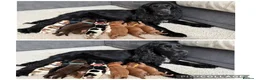 Cocker Spaniel dogs for sale: Stunning Show-Type Cocker Spaniel Puppies - Advert 1