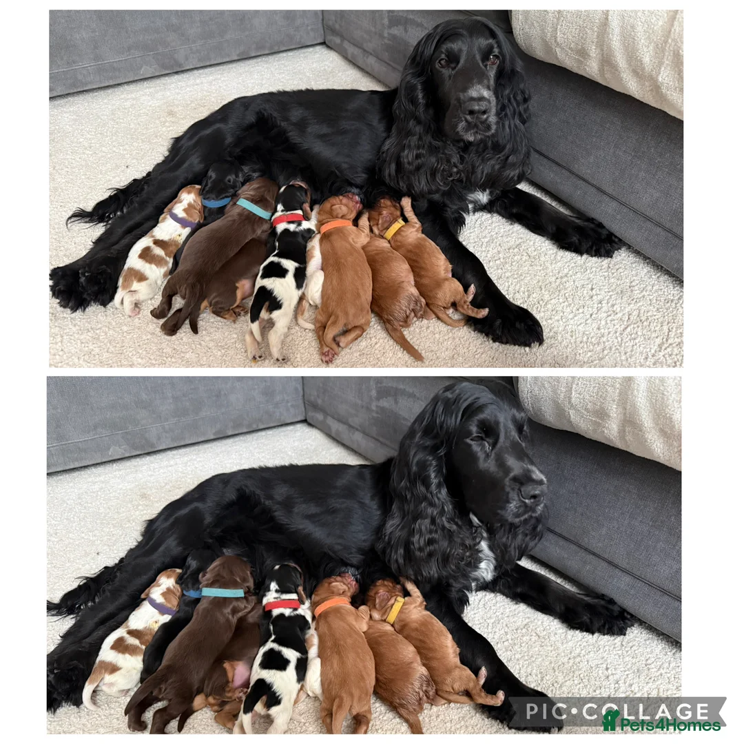Cocker Spaniel dogs for sale: Stunning Show-Type Cocker Spaniel Puppies - Advert 1