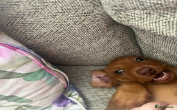 Miniature Dachshund dogs for sale: Beautiful miniature dachshund girl  - Image 4