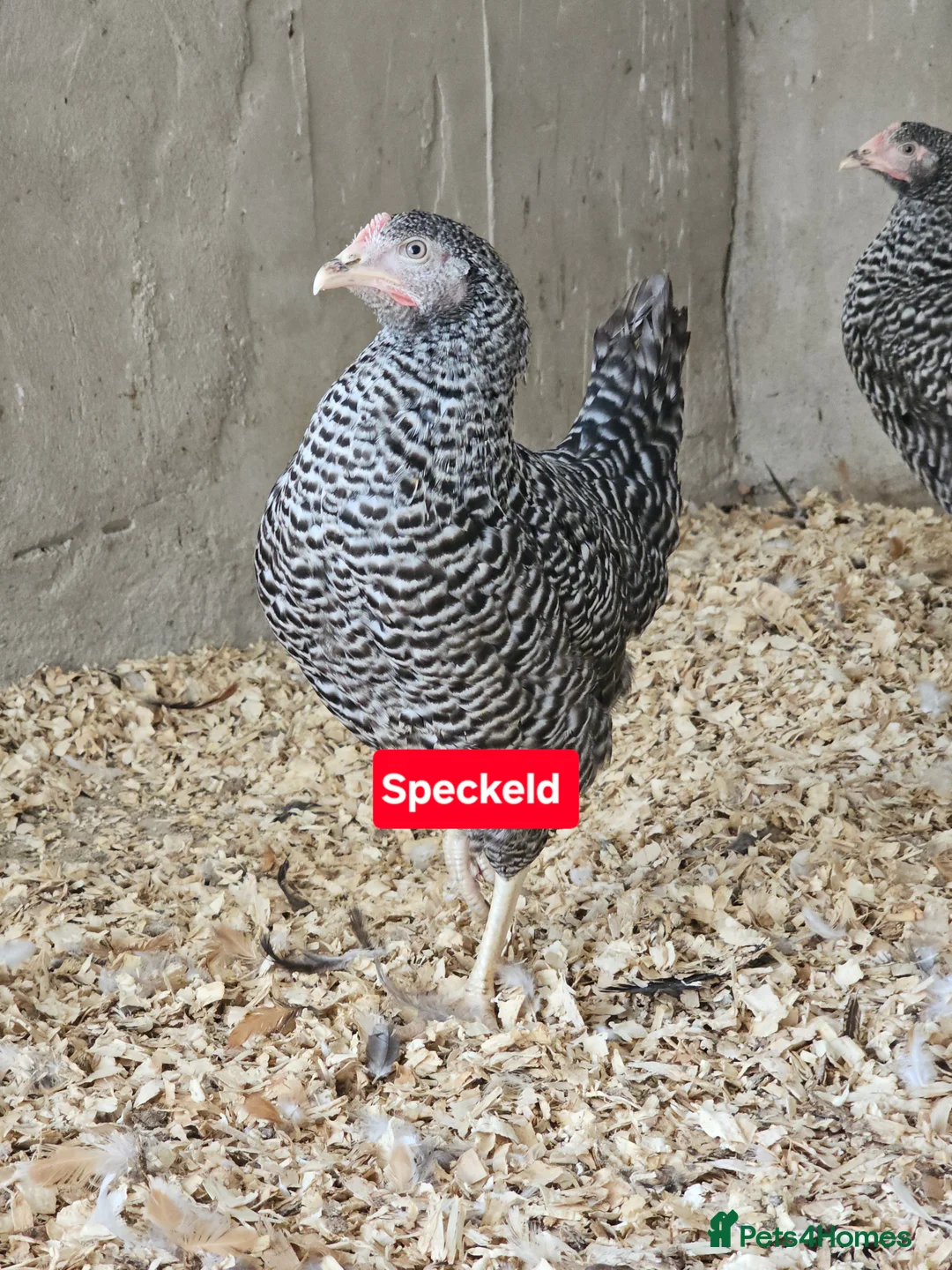 Chickens poultry for sale: Hybrids hens  - Advert 5