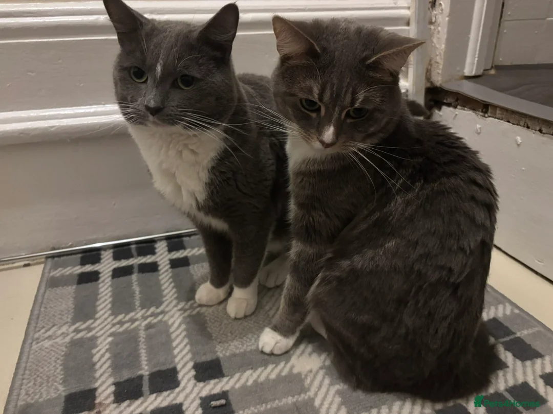 Mixed Breed cats for sale: Two male cats for rehome  - Advert 4