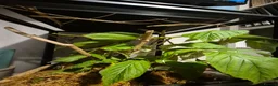 Stick Insects invertebrates for sale: Budwing stick insect eggs only in Worthing - Advert 2