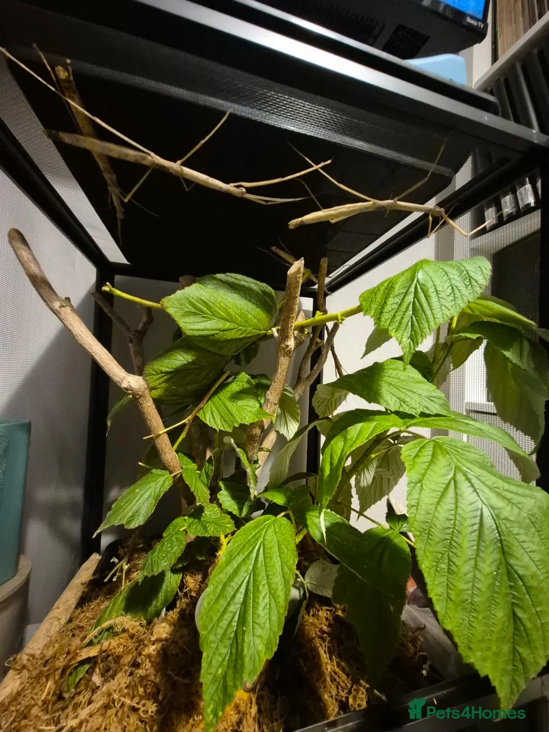 Stick Insects invertebrates for sale: Budwing stick insect eggs only in Worthing - Advert 2