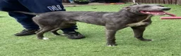 Lurcher dogs for sale: Bull lurcher x deerhound bull grey - Advert 4