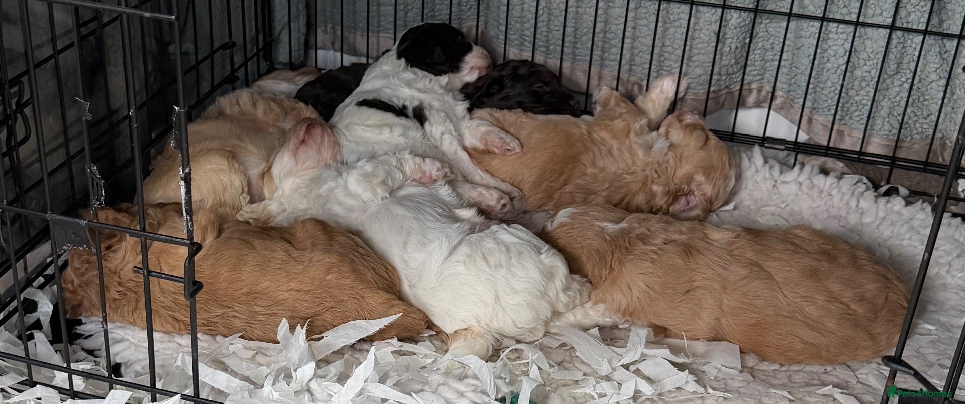 Cockapoo dogs for sale: Cockerpoo - Advert 2