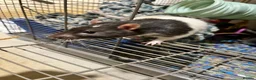 Rat rodents for sale: Male fancy rat (adult) - free to good home - Advert 2