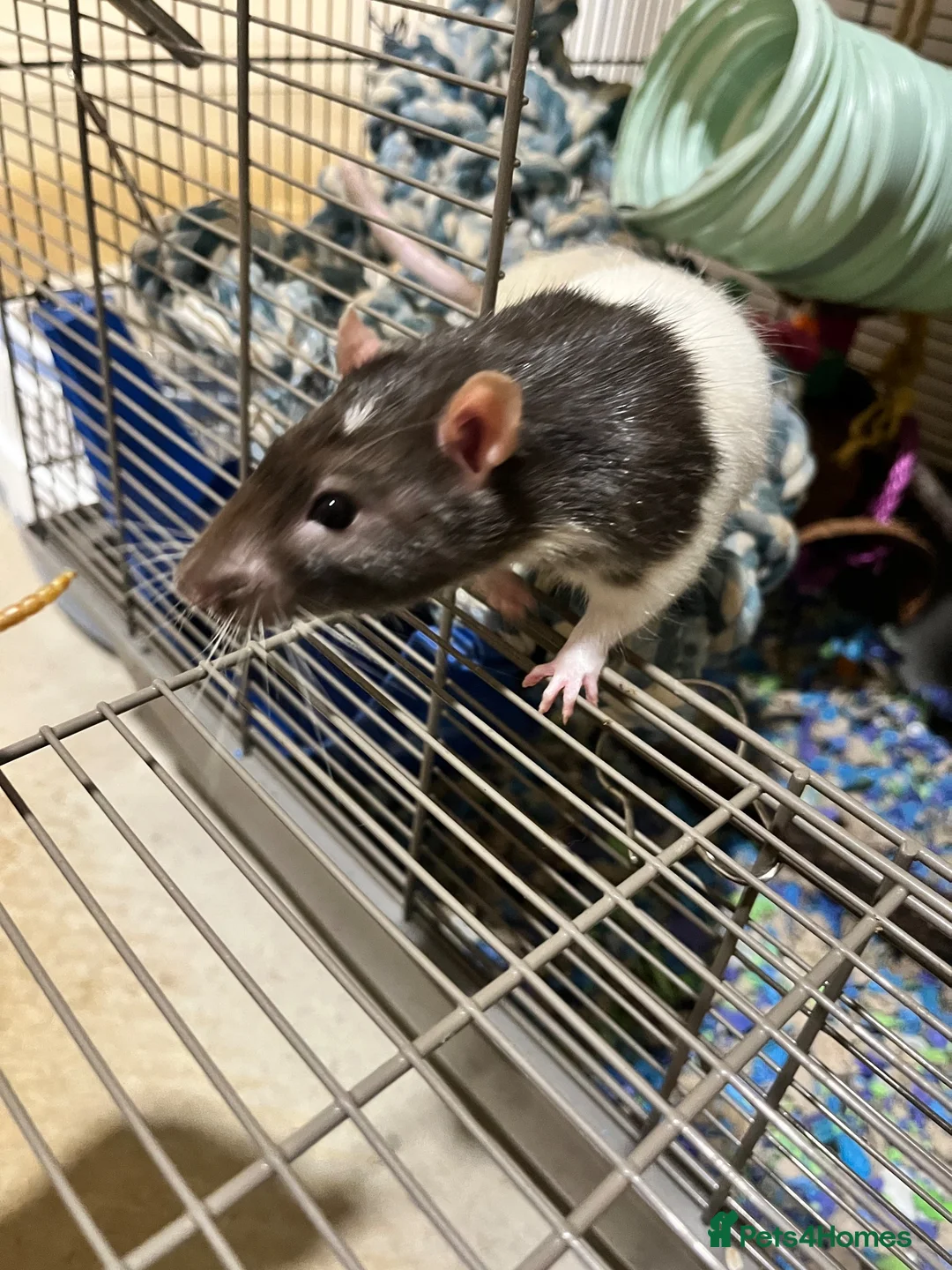 Rat rodents for sale: Male fancy rat (adult) - free to good home - Advert 2