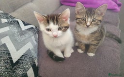 Mixed Breed cats for sale: The three musketeers are looking for new homes - Image 16