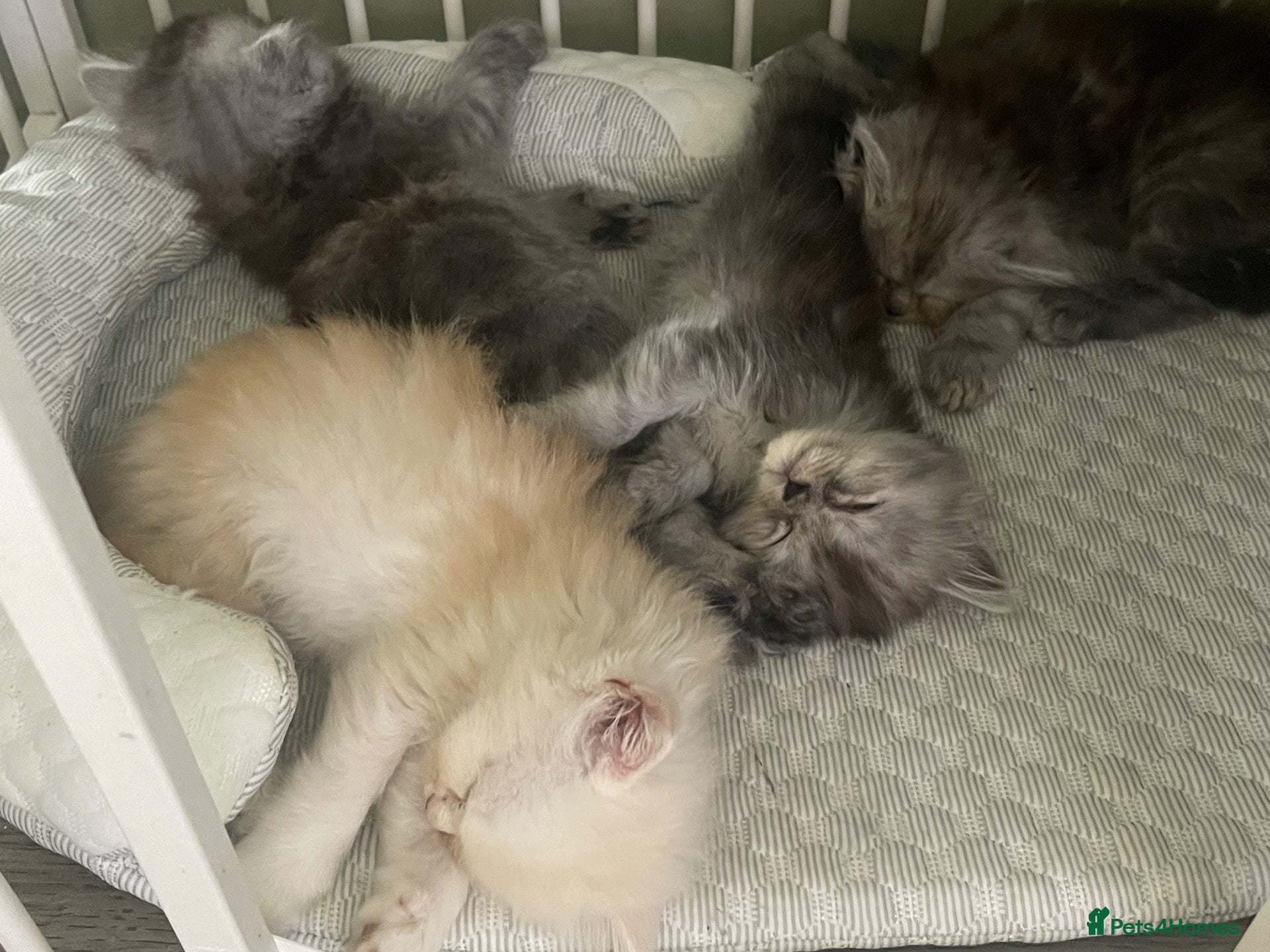 Persian cats Chinchilla Persian mix - Advert 10