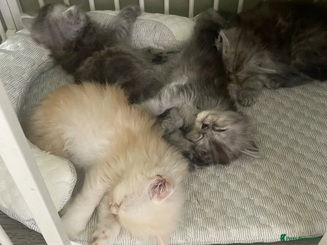 Persian cats for sale: Chinchilla Persian mix - Advert 1