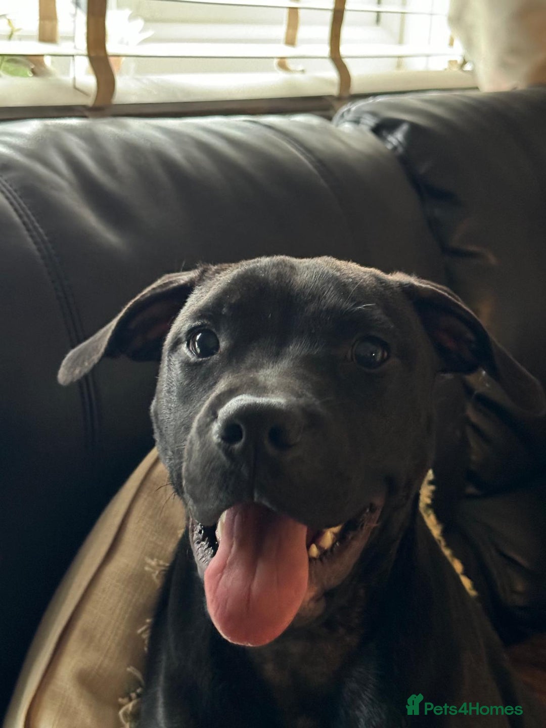 Staffordshire Bull Terrier dogs for sale: Beautiful Staffy Girl - Image 13