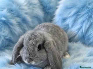 Mini Lop rabbits Last baby boy mini lop carriers plush - Advert 11