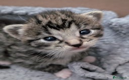 Mixed Breed cats for sale: 1x spotty boy and X3 tabby girls  - Image 2